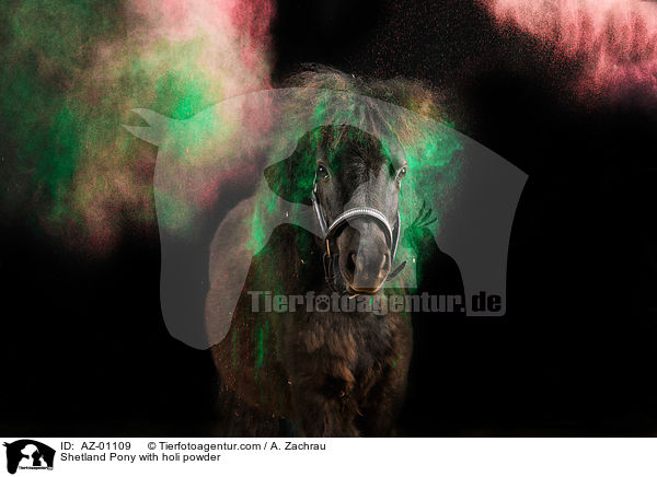 Shetland Pony with holi powder / AZ-01109