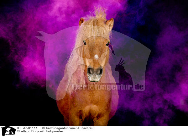 Shetland Pony with holi powder / AZ-01111