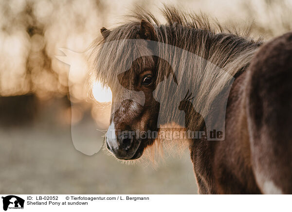 Shetland Pony im Abendlicht / Shetland Pony at sundown / LB-02052