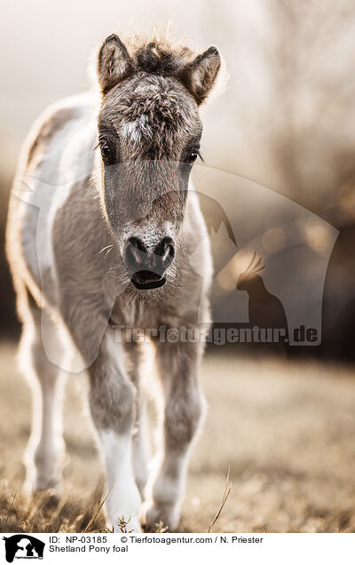 Shetland Pony foal / NP-03185