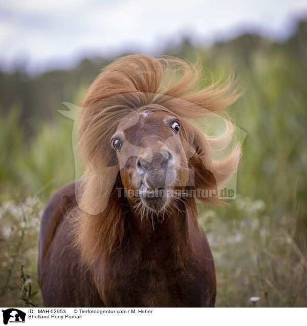 Shetland Pony Portrait / MAH-02953