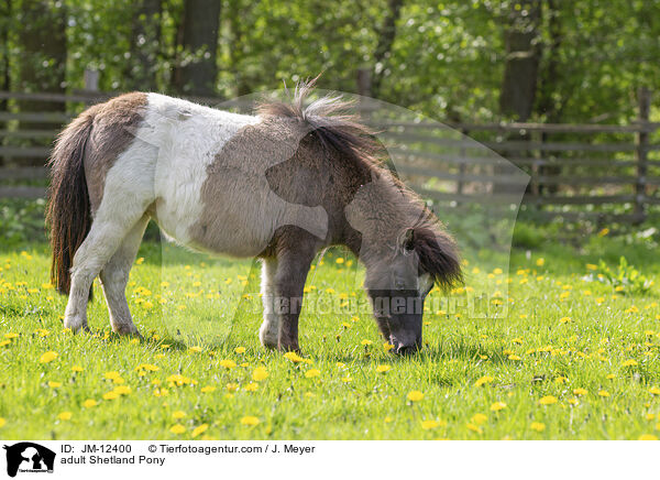adult Shetland Pony / JM-12400