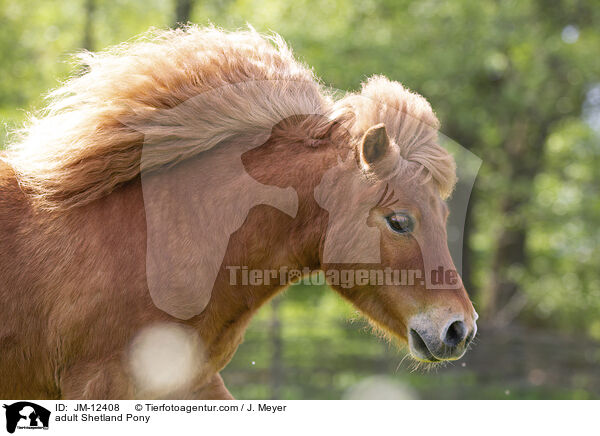 adult Shetland Pony / JM-12408