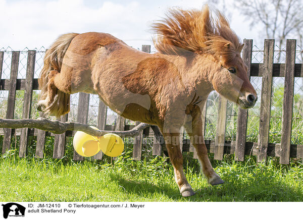 adult Shetland Pony / JM-12410