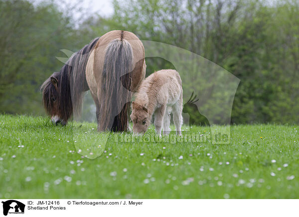 Shetland Ponies / JM-12416