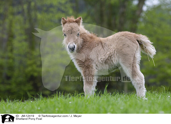 Shetland Pony Foal / JM-12419