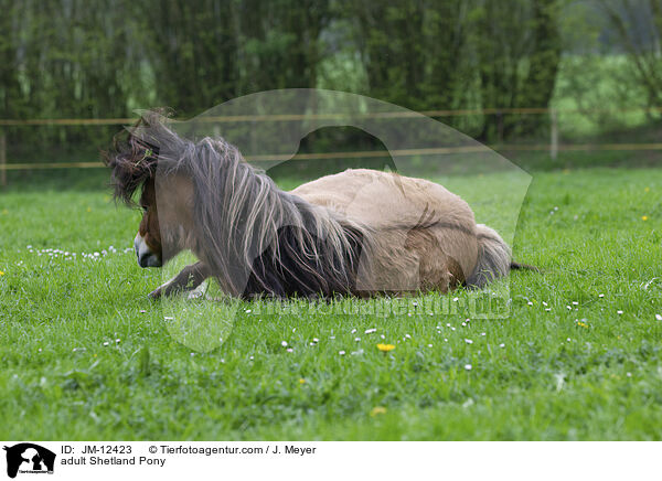 adult Shetland Pony / JM-12423
