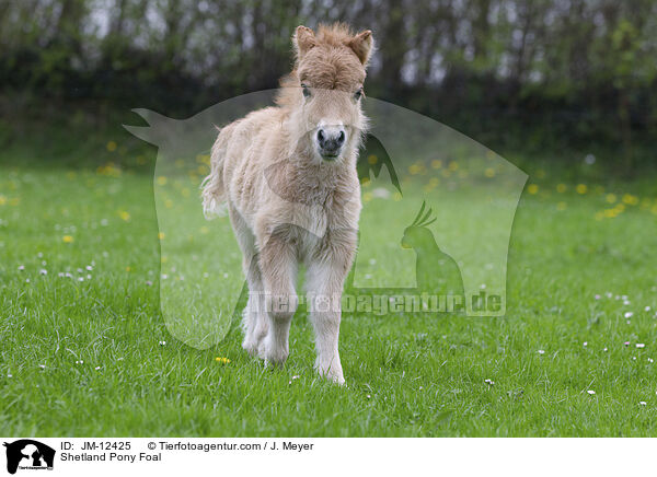 Shetland Pony Foal / JM-12425