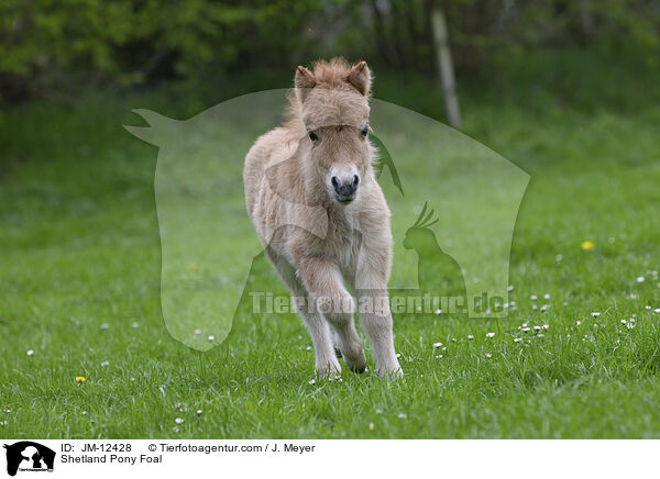 Shetland Pony Foal / JM-12428