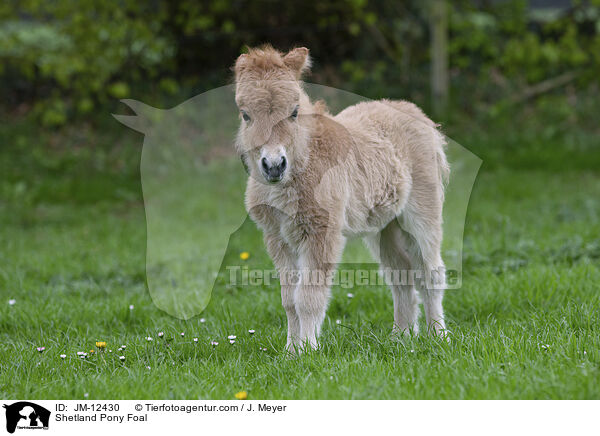 Shetland Pony Foal / JM-12430