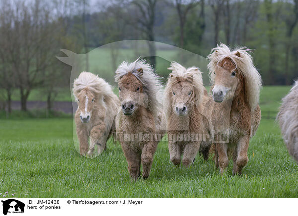 herd of ponies / JM-12438