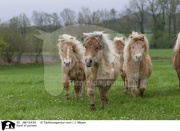 herd of ponies / JM-12439