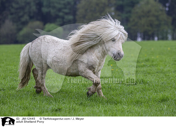 adult Shetland Pony / JM-12445