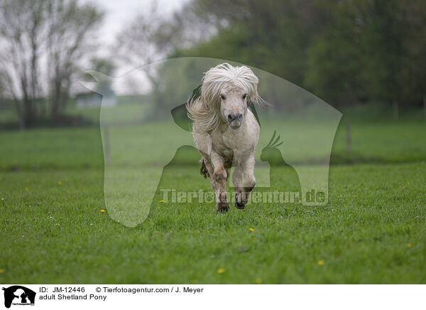 adult Shetland Pony / JM-12446