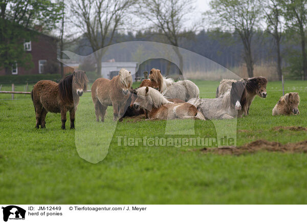 herd of ponies / JM-12449