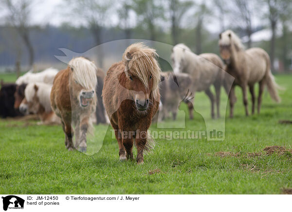 herd of ponies / JM-12450
