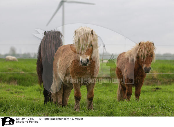 Shetland Ponies / JM-12457