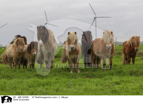 herd of ponies / JM-12458