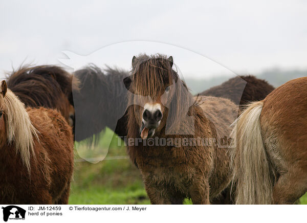 herd of ponies / JM-12459