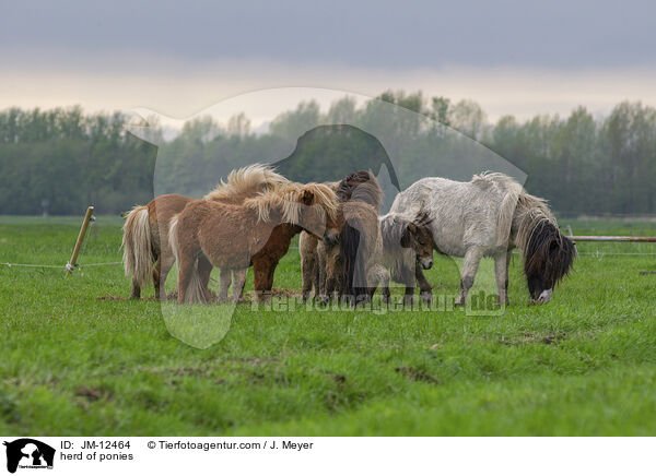 herd of ponies / JM-12464