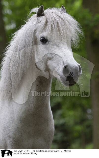adult Shetland Pony / JM-12474