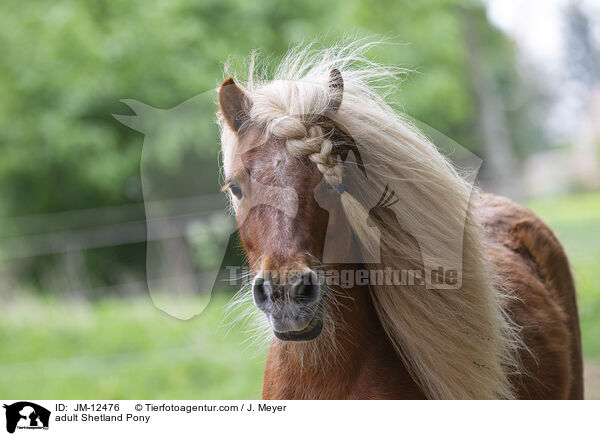 adult Shetland Pony / JM-12476
