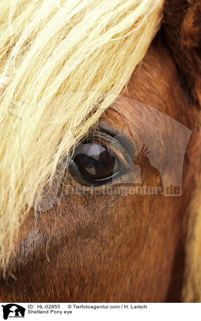 Shetland Pony eye / HL-02855