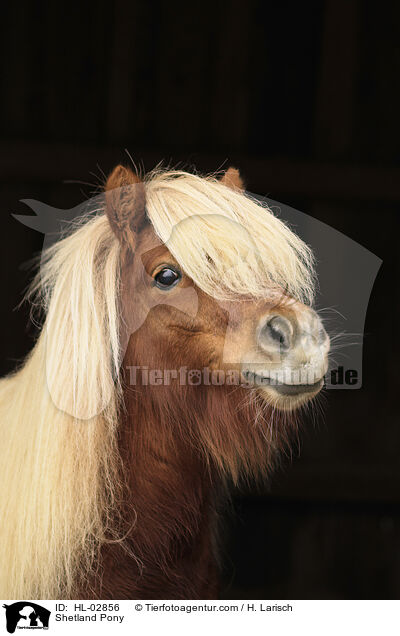 Shetland Pony / HL-02856