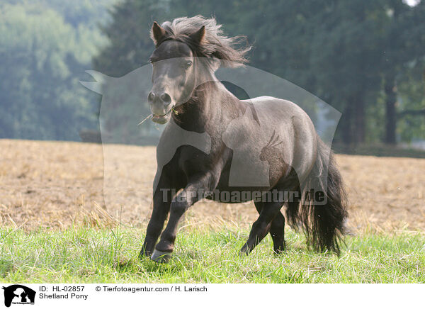 Shetland Pony / HL-02857