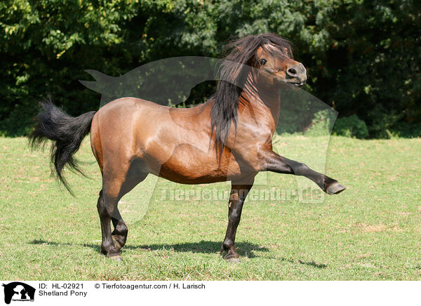 Shetland Pony / HL-02921