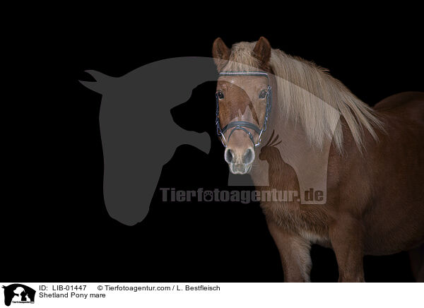 Shetland Pony mare / LIB-01447