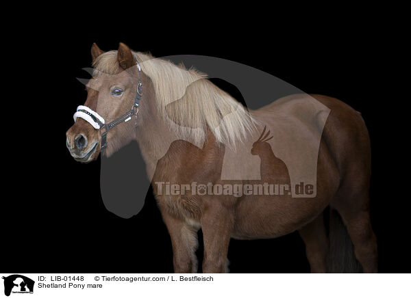 Shetland Pony mare / LIB-01448