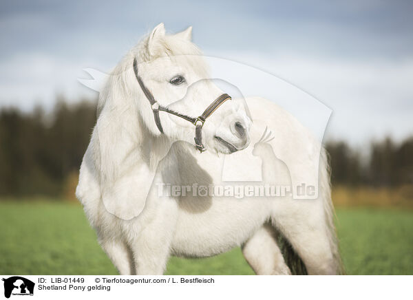 Shetland Pony gelding / LIB-01449