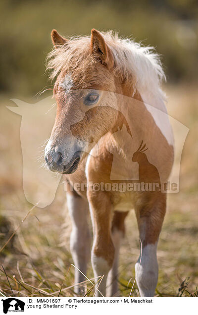 young Shetland Pony / MM-01697