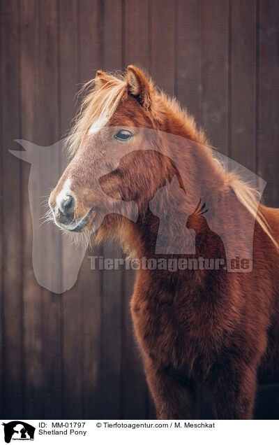 Shetland Pony / MM-01797