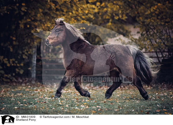 Shetland Pony / MM-01809