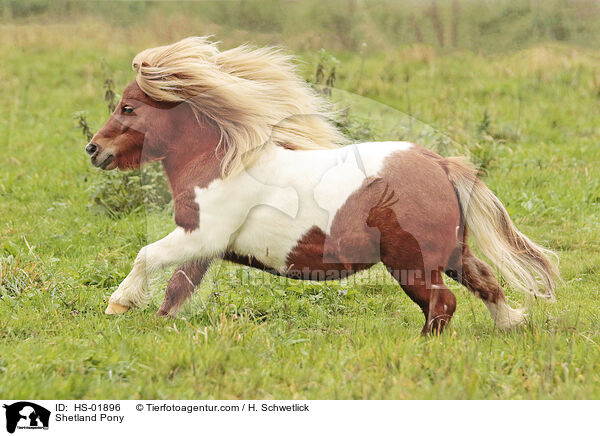 Shetland Pony / HS-01896