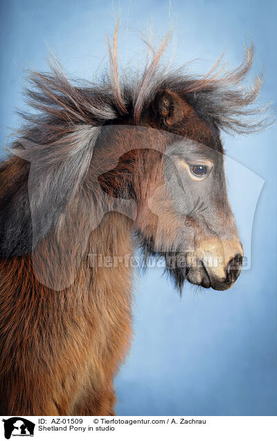 Shetland Pony in studio / AZ-01509