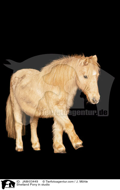 Shetland Pony in studio / JAM-03449