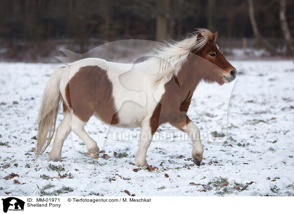 Shetland Pony / MM-01971