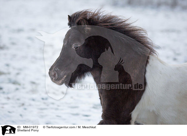 Shetland Pony / MM-01972