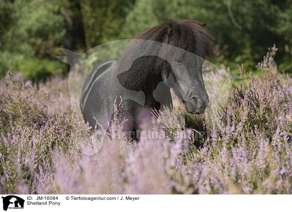 Shetland Pony / JM-16084