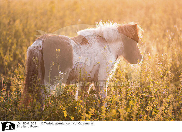 Shetland Pony / JQ-01063
