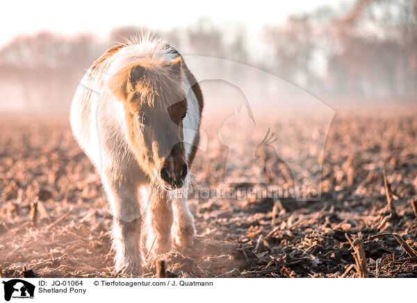 Shetland Pony / JQ-01064