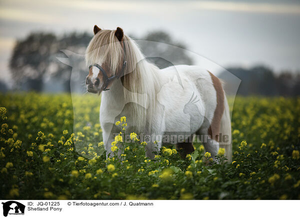 Shetland Pony / JQ-01225