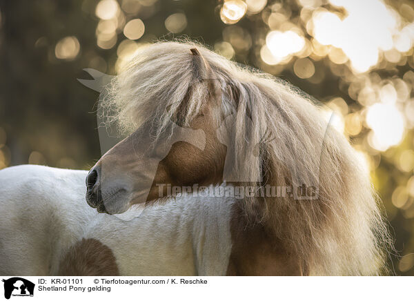 Shetland Pony gelding / KR-01101