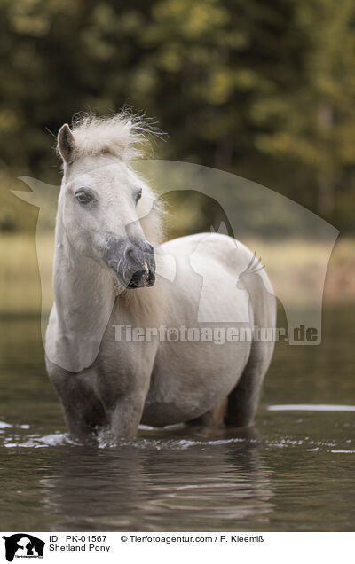 Shetland Pony / PK-01567
