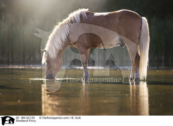 Shetland Pony / BK-02125