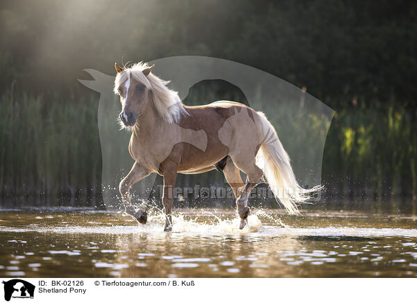 Shetland Pony / BK-02126