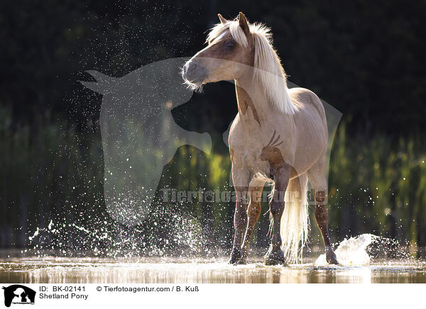 Shetland Pony / BK-02141
